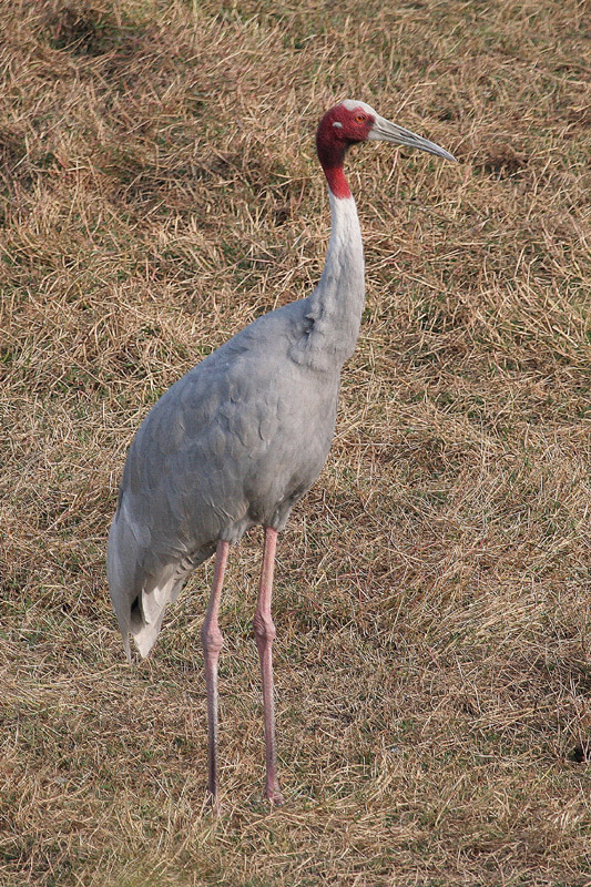 Sarus Crane by Tony Paintin