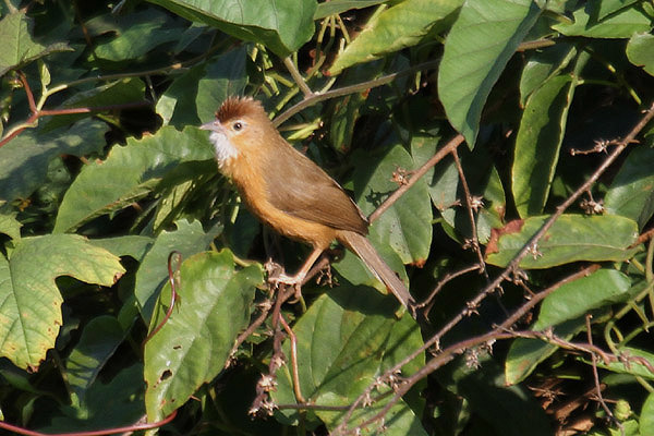 Tawny-bellied Babbler by Mick Dryden