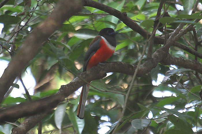 Malabar Trogon by Mick Dryden