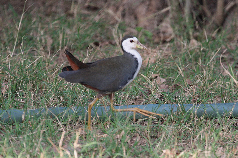 White-breasted Waterhen by Tony Paintin