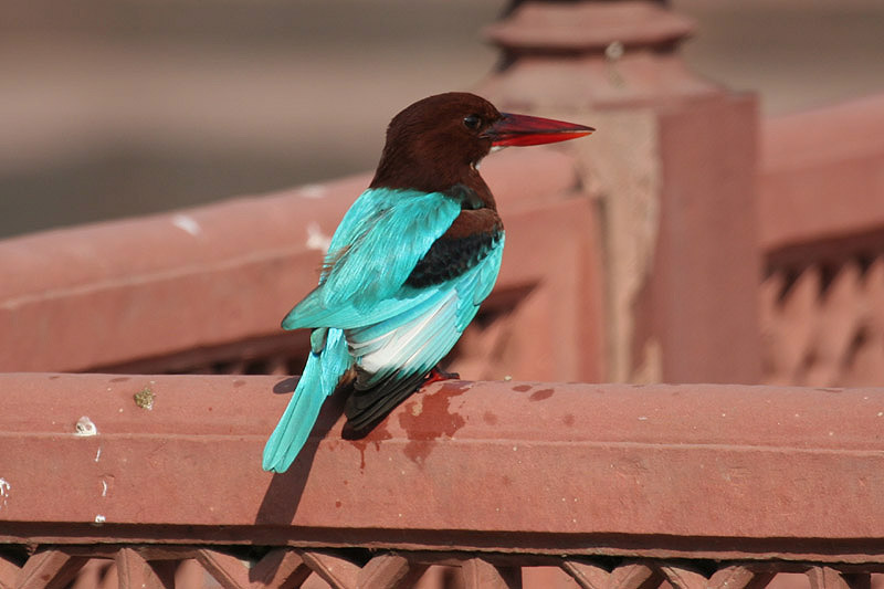 White-throated Kingfisher by Tony Paintin