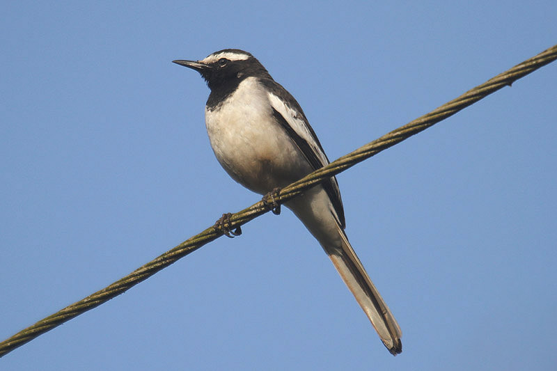 White Wagtail by Mick Dryden