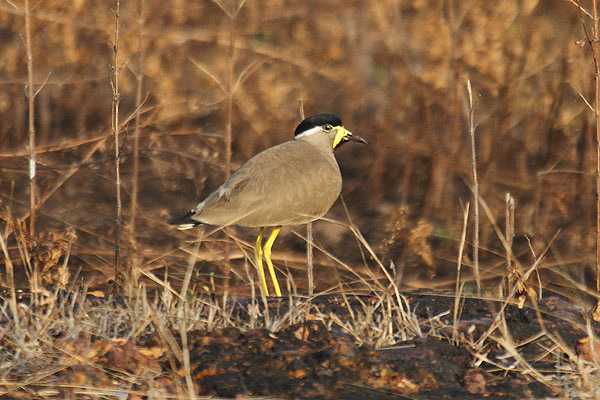Yellow-wattled Lapwing by Mick Dryden