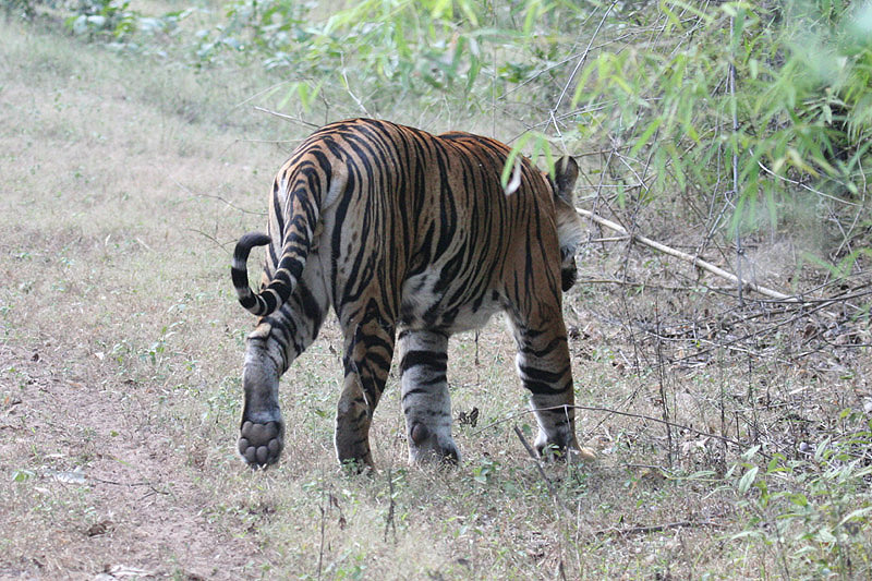 Bengal Tiger by Tony Paintin
