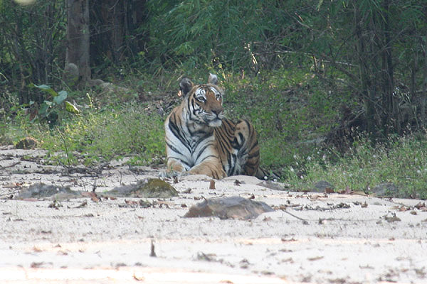 Bengal Tiger by Tony Paintin