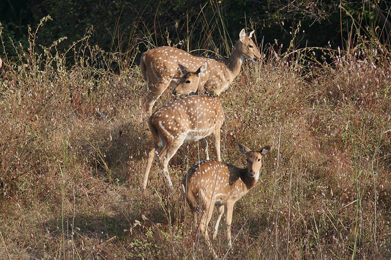 Chital by Tony Paintin