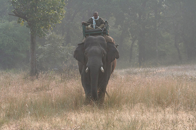 Indian Elephant by Tony Paintin