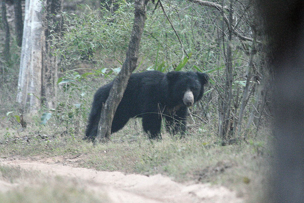 Indian Sloth Bear by Tony Paintin