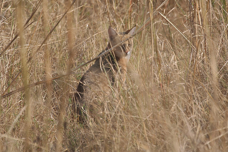Jungle Cat by Tony Paintin