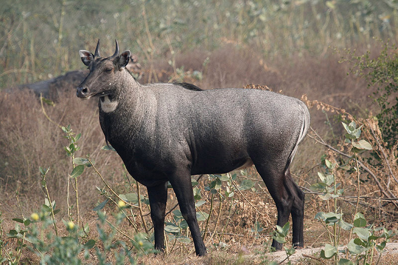 Nilgai by Tony Paintin