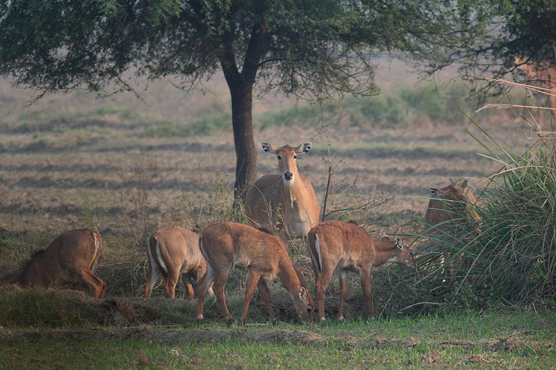 Nilgai by Tony Paintin