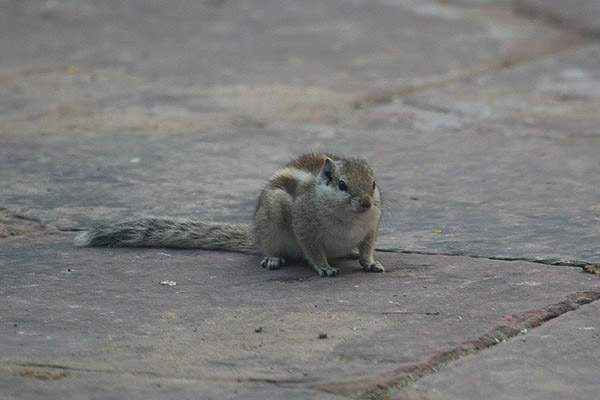Palm Squirrel by Tony Paintin