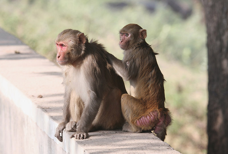 Rhesus Monkey by Tony Paintin