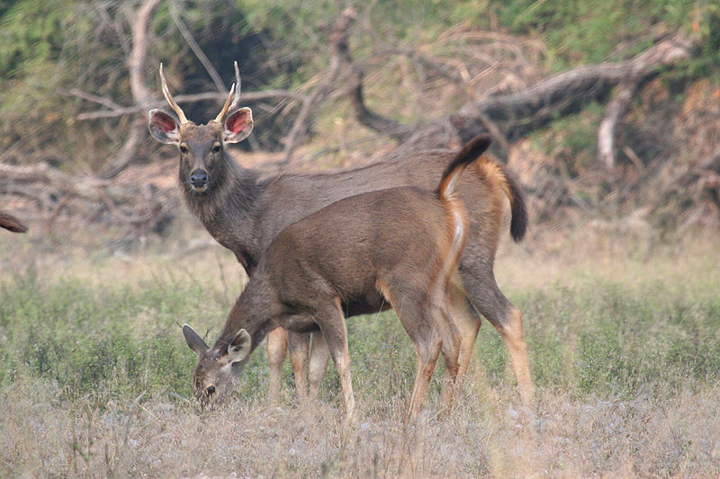 Sambar by Tony Paintin