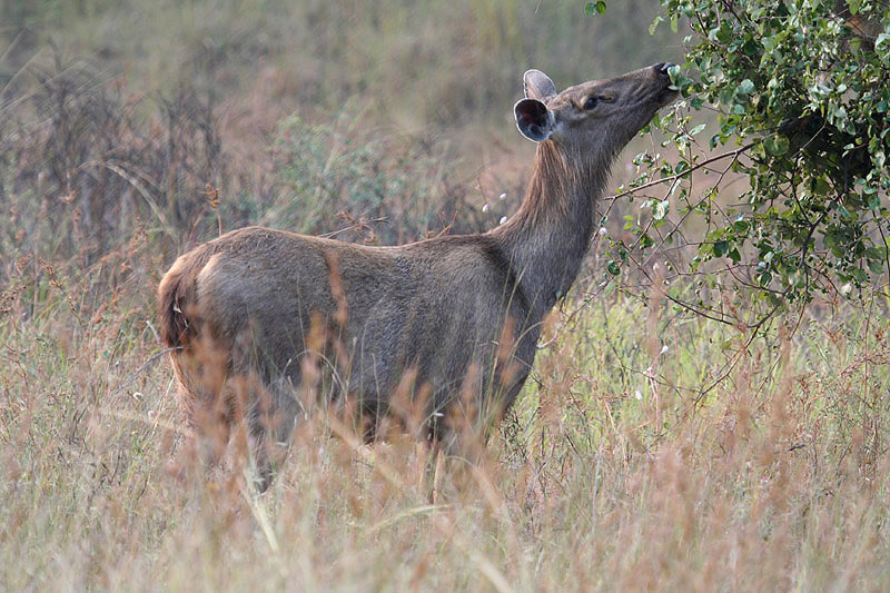 Sambar by Tony Paintin