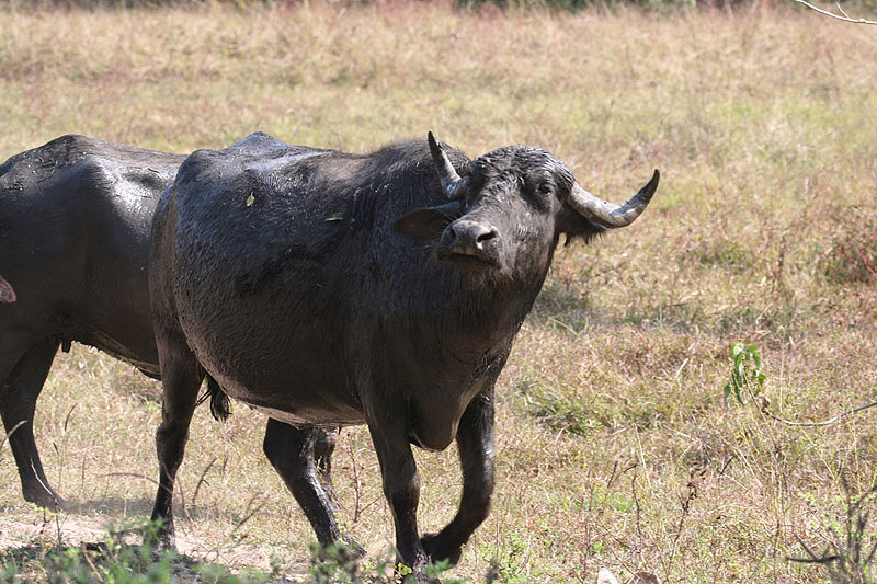 Water Buffalo by Tony Paintin
