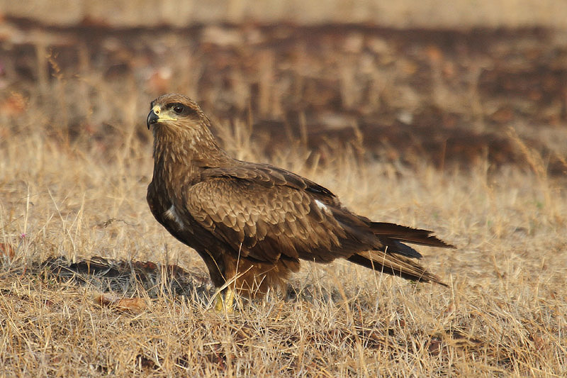 Black Kite by Mick Dryden