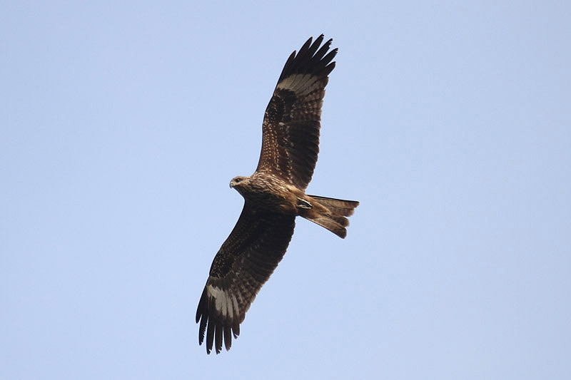 Black Kite by Mick Dryden