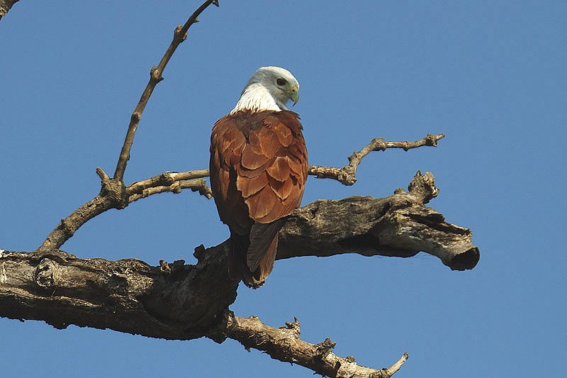 Brahminy Kite by Mick Dryden