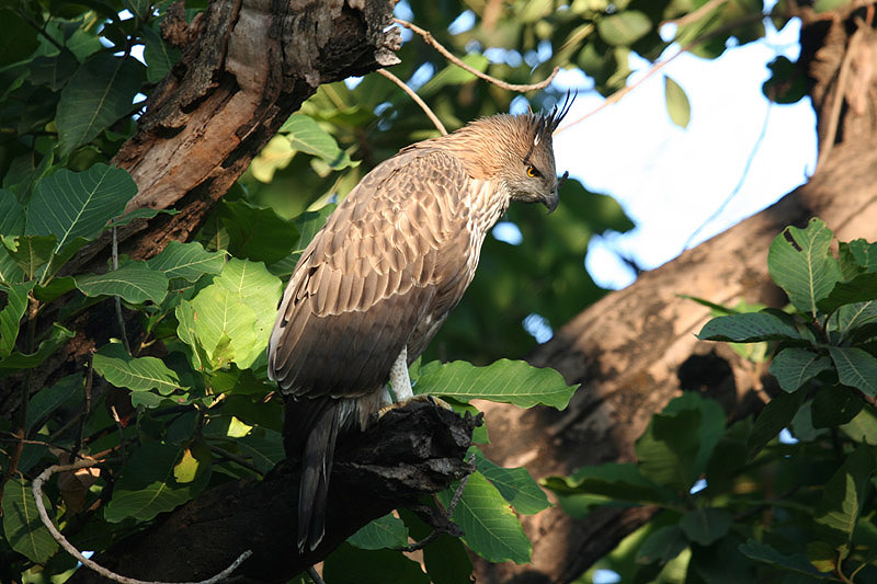 Changeable Hawk Eagle by Tony Paintin