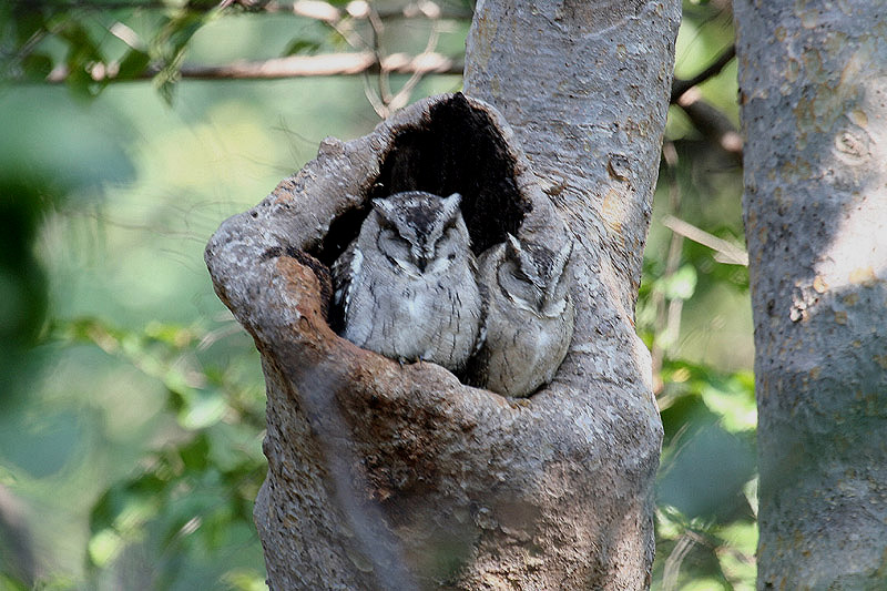 Collared Scops Owl by Tony Paintin