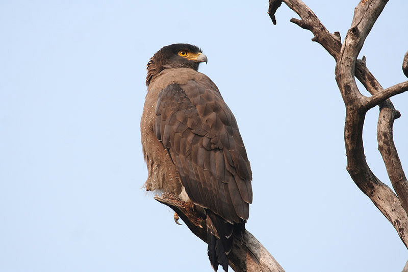 Crested Serpent Eagle by Tony Paintin