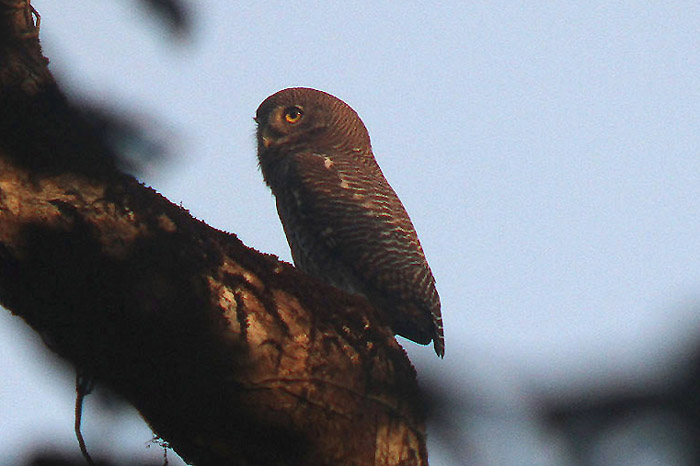 Jungle Owlet by Mick Dryden