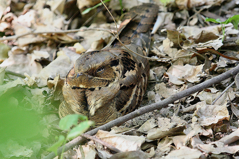 Large-tailed Nightjar by Tony Paintin