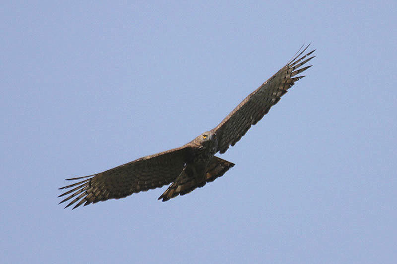 Oriental Honey Buzzard by Mick Dryden