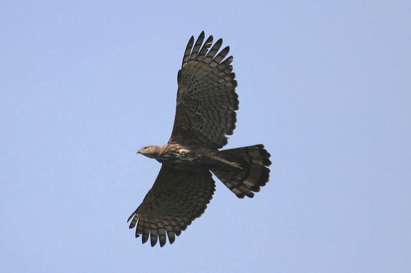 Oriental Honey Buzzard by Mick Dryden