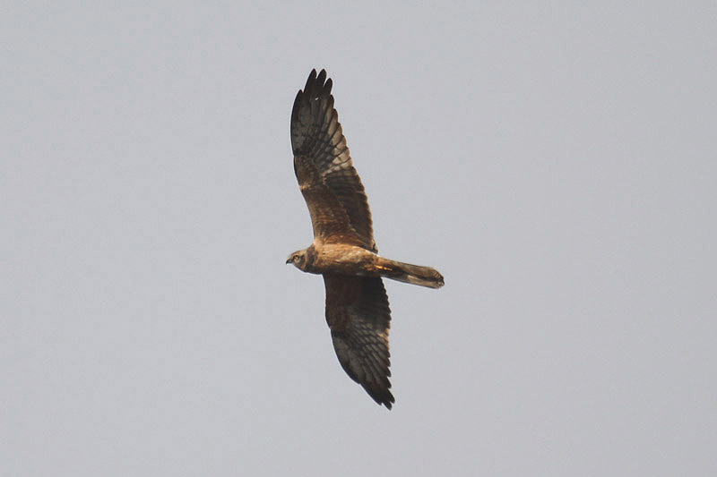 Pallid Harrier by Mick Dryden