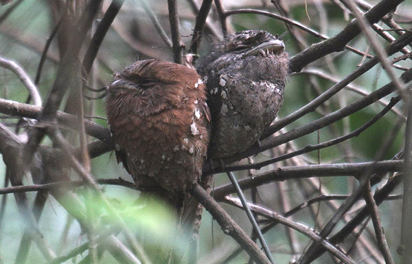 Sri Lankan Frogmouth by Mick Dryden