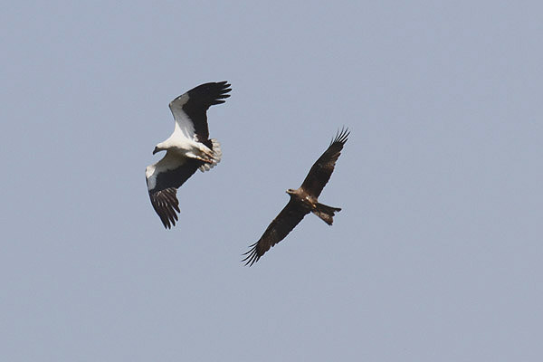 White-bellied Sea Eagle by Mick Dryden