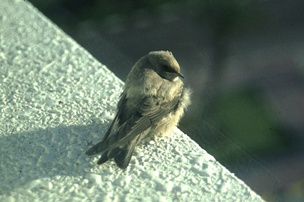 African Rock Martin by Mick Dryden