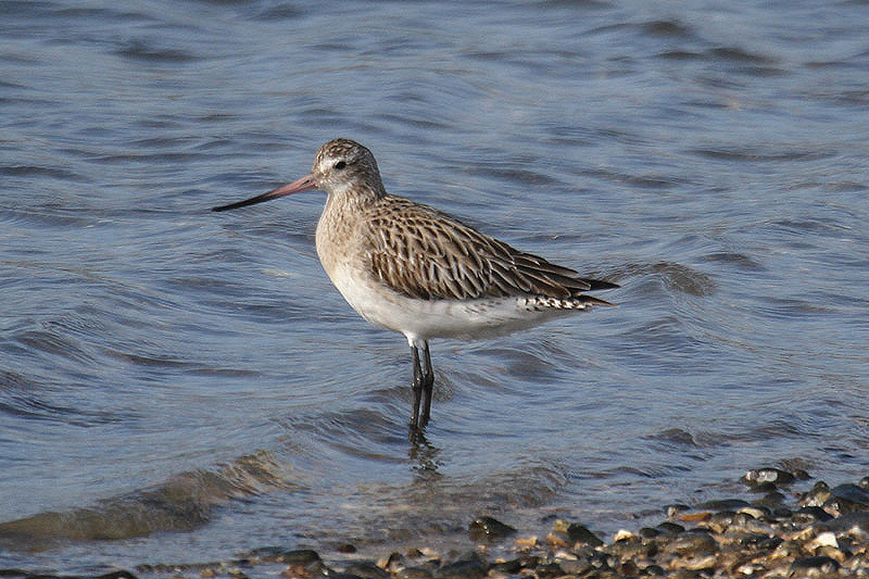 Bar-tailed Godwit by Mick Dryden