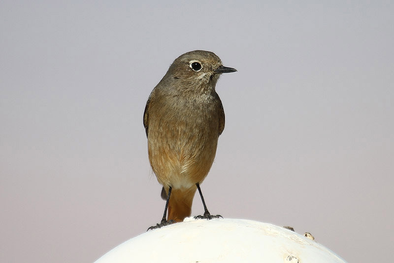 Black Redstart by Mick Dryden