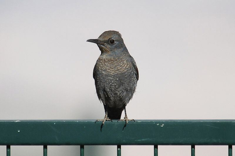 Blue Rockthrush by Mick Dryden