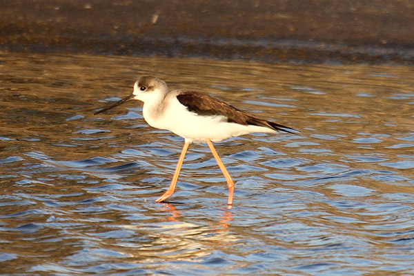 Black-winged Stilt by Mick Dryden