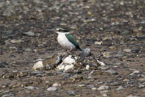 White- collared Kingfisher by Mick Dryden