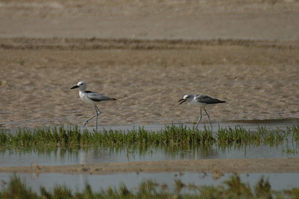 Crab Plovers by Mick Dryden