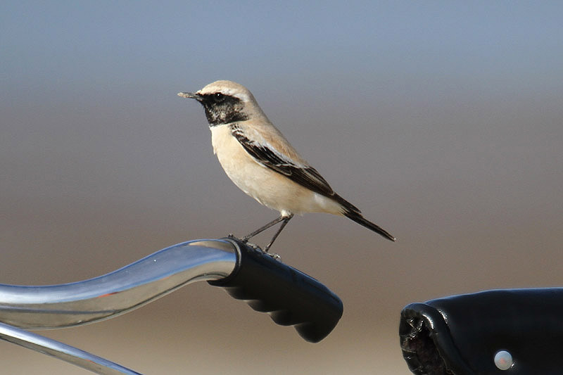 Desert Wheatear by Mick Dryden