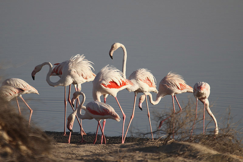 Greater Flamingo by Mick Dryden