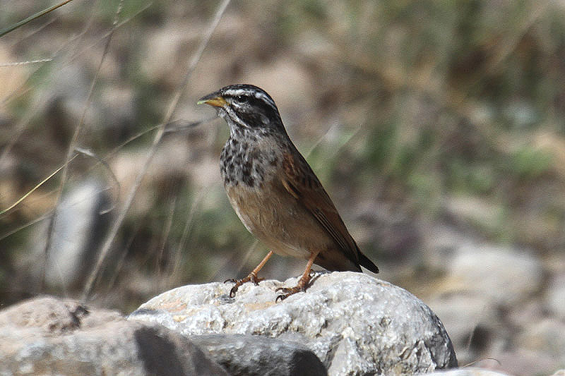 Striolated Bunting by Mick Dryden