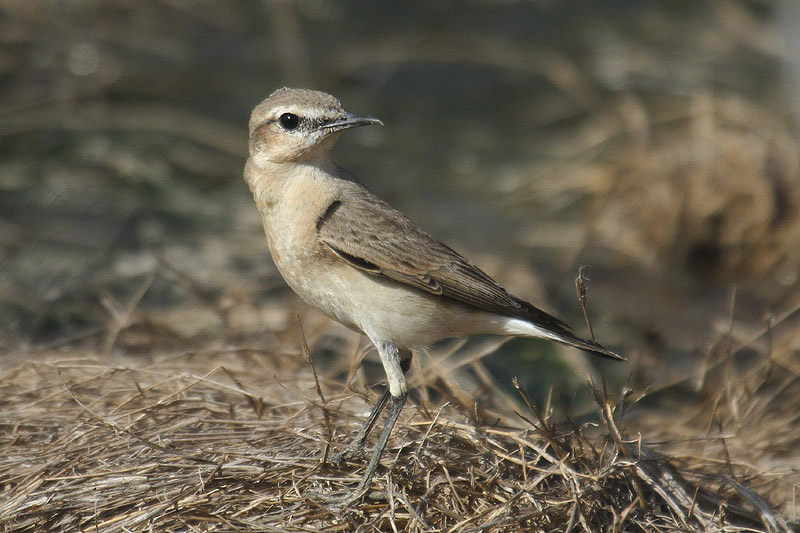 Isabelline Wheatear by Mick Dryden