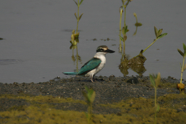 Kalba Kingfisher by Mick Dryden