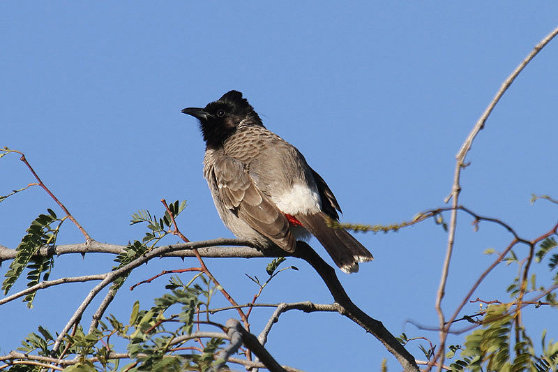 Red-vented Bulbul by Mick Dryden
