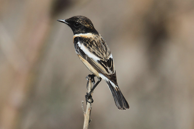 Stonechat by Mick Dryden