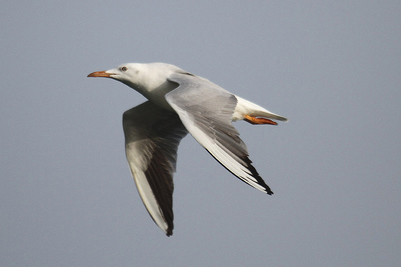 Slender-billed Gull by Mick Dryden