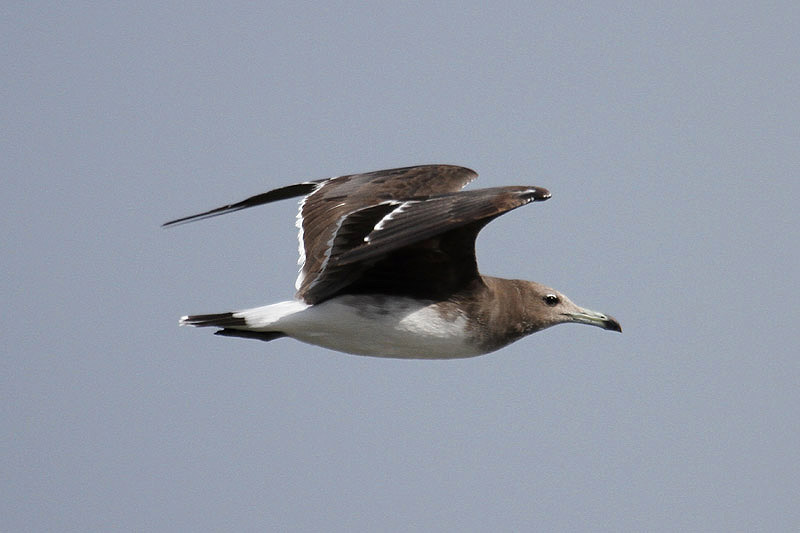 Sooty Gull by Mick Dryden