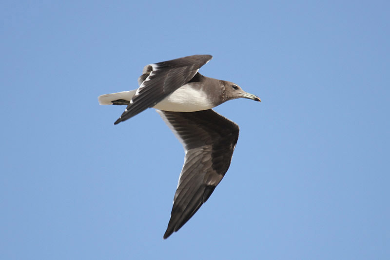 Sooty Gull by Mick Dryden